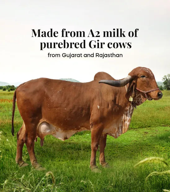 A purebred Gir cow standing in a green field: made from A2 milk of purebred Gir cows from Gujarat and Rajasthan